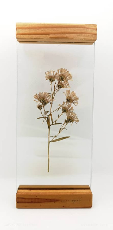 تابلوی دکوری گل خشک شده با قاب شیشه ای اندازه ۲۰ سانتی متری