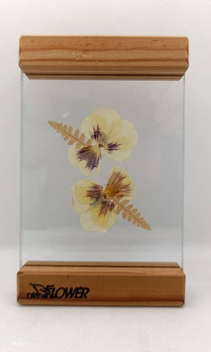 تابلو دکوری گل خشک شده با قاب شیشه ای اندازه ۱۵ سانتی متری